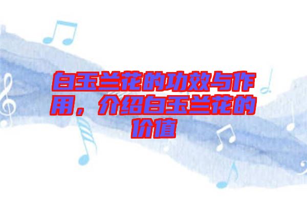白玉蘭花的功效與作用，介紹白玉蘭花的價值