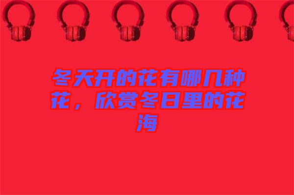 冬天開的花有哪幾種花，欣賞冬日里的花海